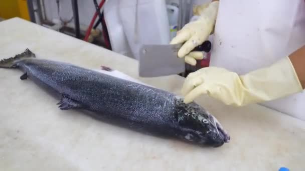 Close-up de mãos de trabalhador cortando enorme carcaça de salmão por grande faca de corte — Vídeo de Stock