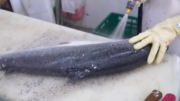 Зблизька трудівники чистять і миють велику рибу лосося з лушпиння — стокове відео