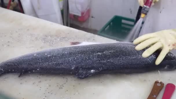 Großaufnahme von Arbeiterhänden reinigen und waschen riesige Lachsfischhaut von der Waage — Stockvideo