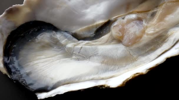 Close Up of Giant Raw Fresh Oyster on Half Shell on Black Background — Stock Video