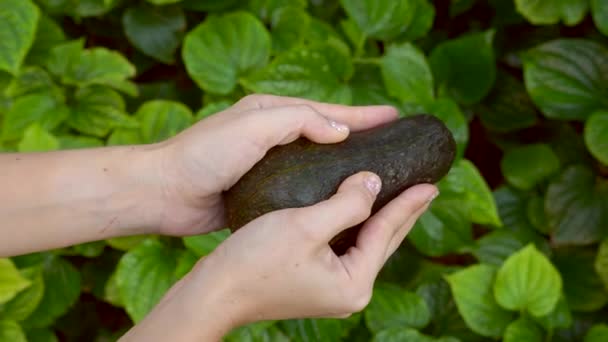 Vrouw handen vasthouden en open twee gesneden helften van verse groene avocado op groen gras — Stockvideo