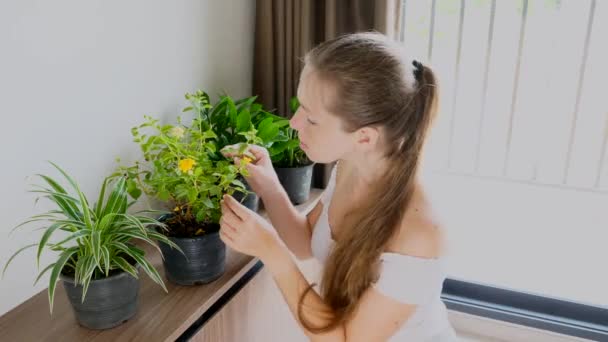 Mujer joven preocupada mirando la planta, buscando hojas enfermas, cuidando — Vídeo de stock