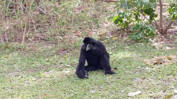 Funny Black Gibbon sentado en la hierba, limpiando su cabeza y oído — Vídeo de stock
