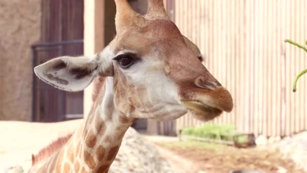 Primer plano de la alimentación de la jirafa, comer judías verdes en el parque safari. Jirafa masticadora . — Vídeo de stock