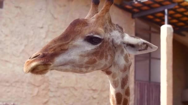 Detailní portrét žvýkající žirafy v zoo, hledající jídlo, co jíst — Stock video