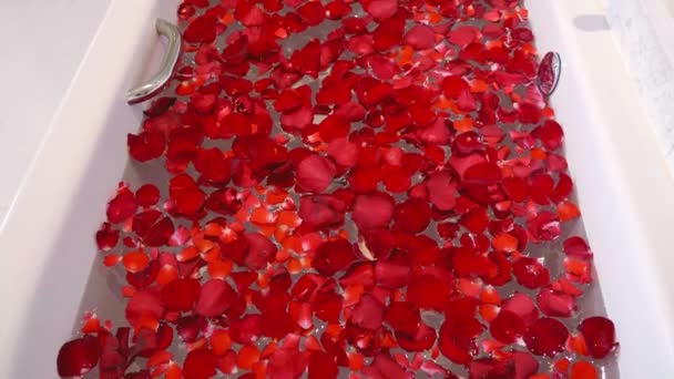 Ready to take Luxury Bath in 5 Star Hotel Full with a lot of Red Rose Petals — Stock video