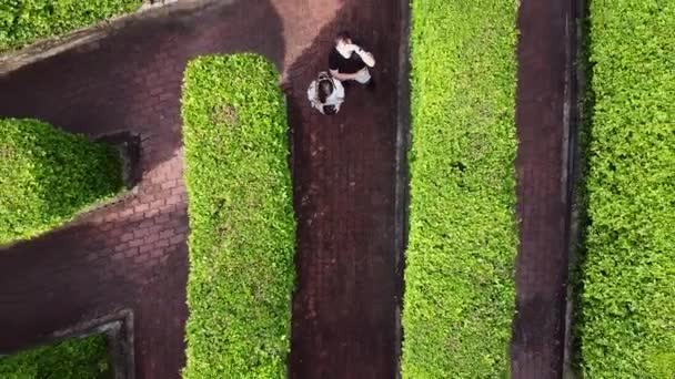 Vista aérea del laberinto hecho de arbustos verdes con el hombre y la mujer en busca de salida — Vídeo de stock