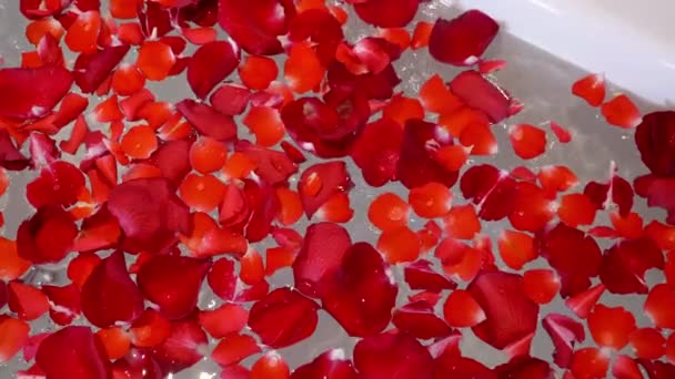 Rote Rosenblätter fallen in der Badewanne zu Wasser. Bad voller Rosenblätter. — Stockvideo