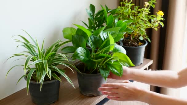 Vrouw Hand aanraken bloempot met planten, bladeren, draaien pot. Tuin thuis — Stockvideo