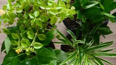 Sulama Kutusu Yeşil Saksı Bitkileriyle Üst Görüş