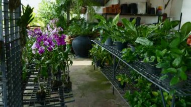 Yüzü Maskeli Genç Kadın, Elinde Bitki Elleriyle Ot Tutuyor