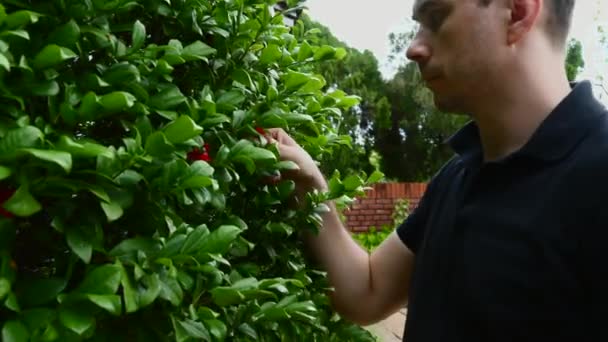 Young Man in Black Polo Sniffs a Green Lime Tree in a Public Park, Close-up — Stok Video