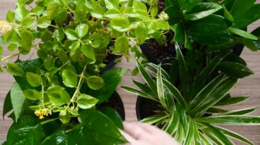 Bitkiler Bakım Evi, Kadın Elleri Çiçek saksılarında Ev Çiçekleri, Üst Görüş