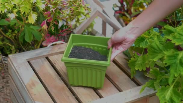 Jardineiro Mão Feminina Tira Pote de Flor Verde com Solo de Caixa de Madeira — Vídeo de Stock