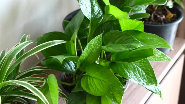 Close-up van de vrouw met de hand besproeien water op woningplanten in bloempotten door sproeier — Stockvideo