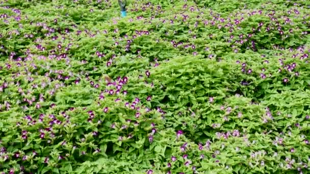 Field of Beautiful Blossoming Pansies Violet Flowers and Plants in Public Park — Stock Video