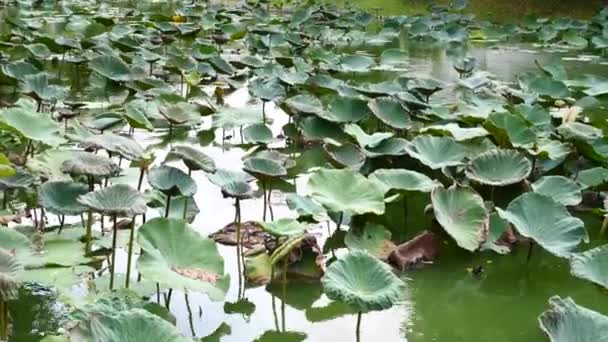 Zöld tó nagy víz liliomok a Public Park Thaiföldön