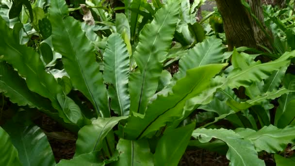 Tropische exotische planten, groen, struiken en bladeren, weelderig loof in de tuin — Stockvideo