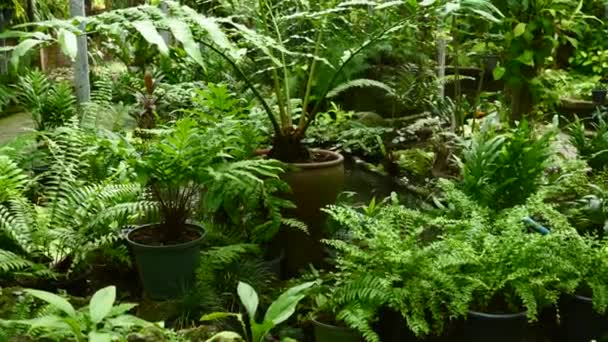 उष्णकटिबंधीय पौधों, झाड़ियों, ग्रीनहाउस, संरक्षक में एक फूलों में हरियाली — स्टॉक वीडियो