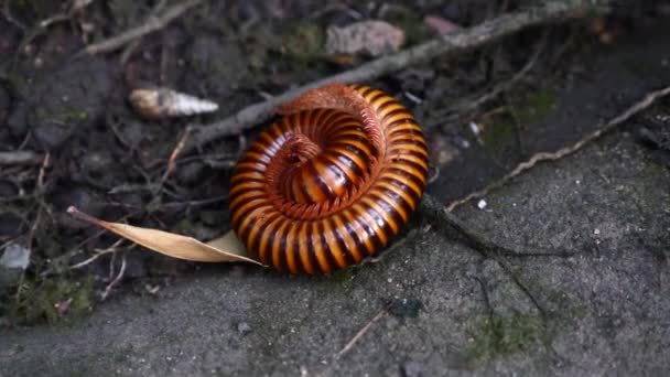 Kleine wilde Julida met veel benen liggend op de grond in de natuur in Thailand — Stockvideo