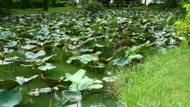 Green Pond with Big Water Lilies in Public Park in Thailand — Stock Video