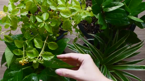 Φυτά Φροντίδα Οικιακές εργασίες Πάνω Όψη, Γυναίκα Χέρια Αγγίζοντας Φύλλα από Νοικοκυριά — Αρχείο Βίντεο