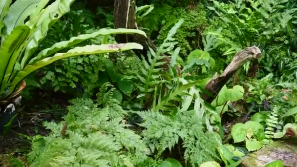 Vegetazione tropicale, Arbusti e piante, Foglie esotiche, Fogliame lussureggiante in giardino — Video Stock