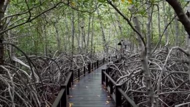 Tayland 'daki Tropikal Mangrov Ormanı' ndan Tahta Sahil Yolu 'nu geçiyoruz.