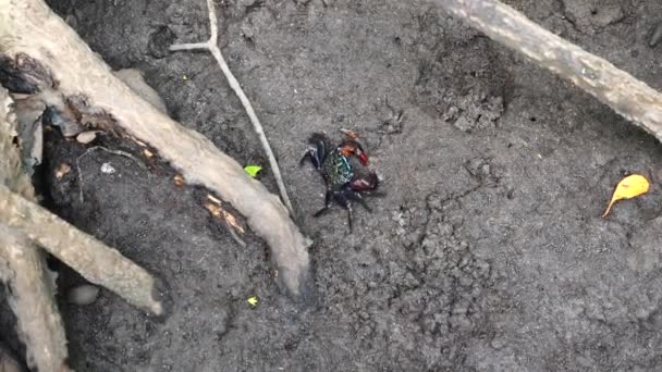 Fiddler καβούρι ή καβούρι φάντασμα με πολύχρωμα νύχια τρώνε κάποια τρόφιμα στο δάσος Mangrove — Αρχείο Βίντεο