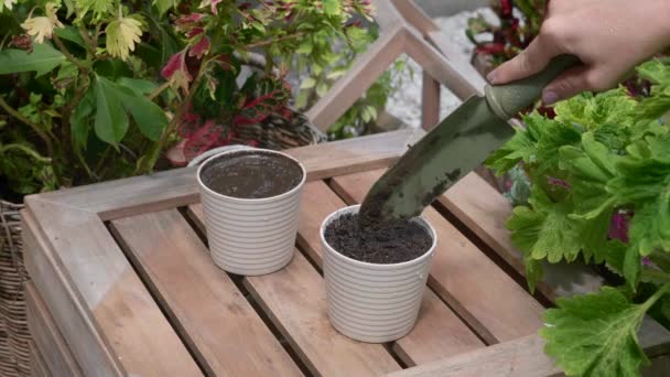 Vrouw met de hand planten Zaden in de bodem in kleine bloempot met behulp van een schop — Stockvideo