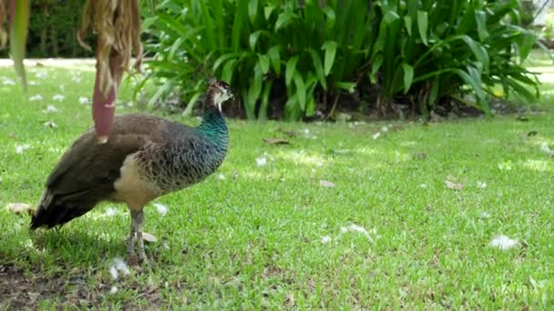 Fiatal Peahen, Női páva, Ételt keres, Zöld füvön sétál a kertben — Stock videók