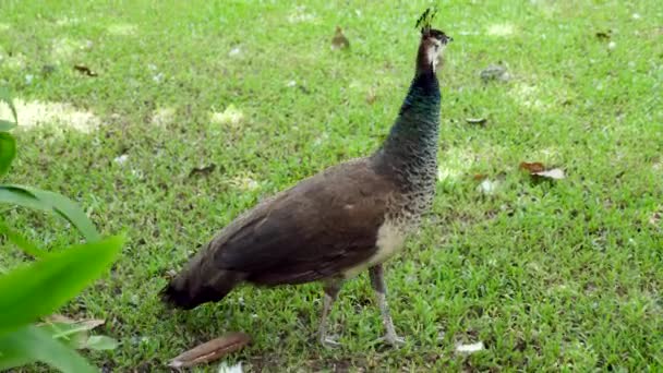 Aranyos Peahen, Női Peacock, Nézi a kamera, Séta a zöld fű a kertben — Stock videók