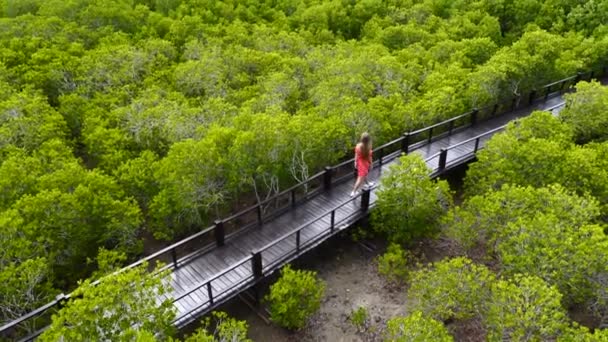 Прогулка по деревянной тропинке среди мангровых деревьев — стоковое видео