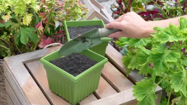 Kvinna Hand Putting och platta jord i grön blomma Pot med Trowel i trädgården — Stockvideo