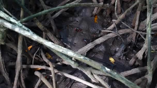 Ομάδα καβουριών Fiddler ή καβούρια φάντασμα με πολύχρωμα νύχια στο δάσος Mangrove — Αρχείο Βίντεο