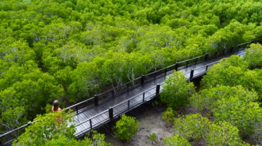 Park 'taki Mangrove Ağaçları Arasında Yürüyen Kırmızı Elbiseli Gezgin Kız