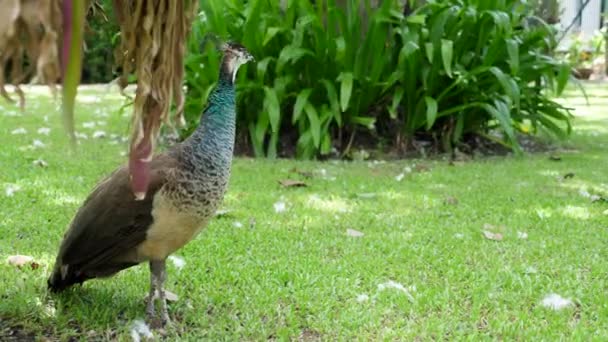 若い桃園,女性の孔雀,食べ物を探して,庭の緑の草の上を歩く — ストック動画