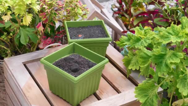 Sol organique noir versé dans le pot. Jardinier ajoutant du sol au pot de fleurs — Video