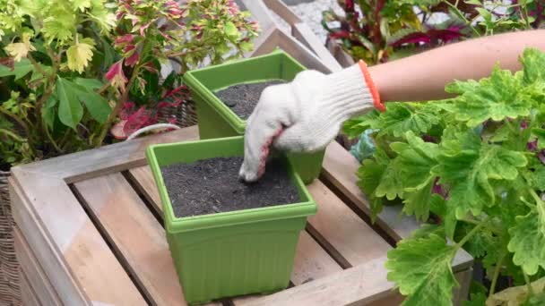 Jardineiro Transplantando Sementes no Solo em Pote e Derramando Água da Lata de Rega — Vídeo de Stock