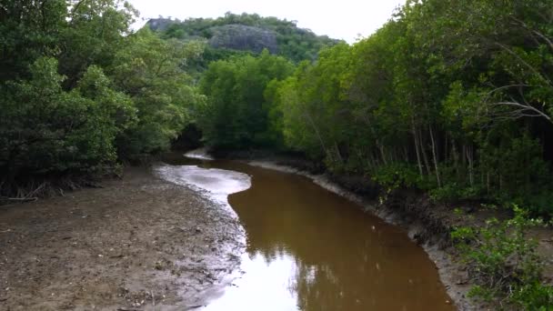 Καφέ ποταμός με λασπωμένο νερό στο δάσος Mangrove στο πάρκο με δέντρα σε χαμηλή παλίρροια — Αρχείο Βίντεο