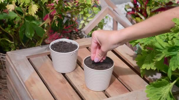 Mulher mão plantando sementes em solo em vaso. Plantas de casa Crescimento. Hobby de jardinagem — Vídeo de Stock