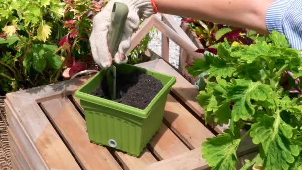 Női kézi ültetés Felnőtt vetőmag a földbe, vaslapáttal a fazékban — Stock videók