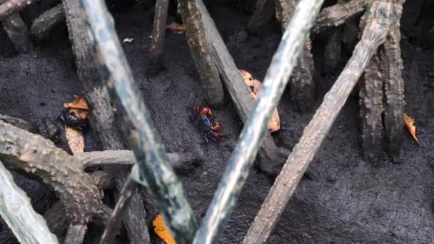 Paire de crabes violoneux ou fantôme avec griffes colorées marchant dans la forêt de mangroves — Video