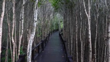 Park 'ta Huzurlu Doğayı Rahatlatan Sihirli Yol
