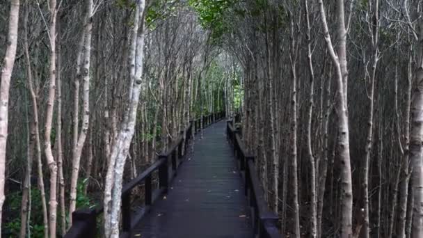 Malownicza ścieżka w magicznym spokojnym relaksującym chodniku natury w parku — Wideo stockowe