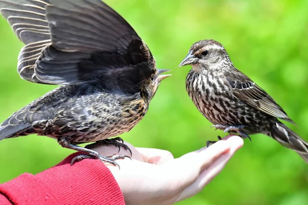 手から餌を与える赤い翼の黒鳥のクローズアップ バーナビー湖 カナダ — ストック写真