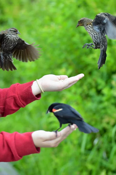 Eine Nahaufnahme Von Rotflügeligen Amsel Die Sich Von Einer Hand — Stockfoto