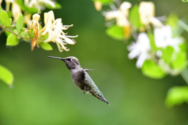 Eine Nahaufnahme Von Annas Kolibri Der Der Nähe Einiger Blumen — Stockfoto