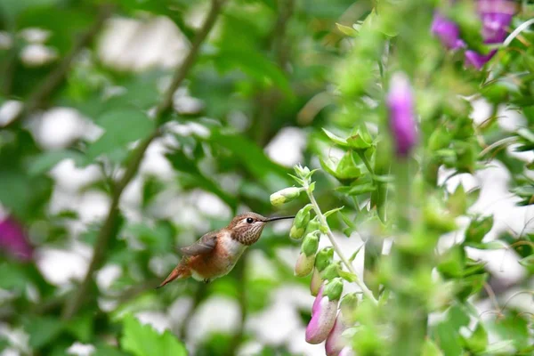 Çiçeklerin Yanında Gezinen Rufous Sinekkuşunun Yakın Çekimi Burnaby Gölü Kanada — Stok fotoğraf