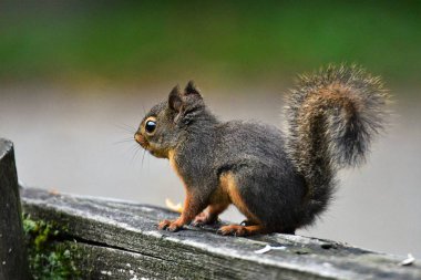 Kızıl Sincap'ın yakın çekimi. Burnaby Gölü Bc Kanada